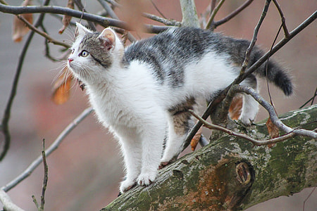bi-color cat standing on tree branch thumbnail