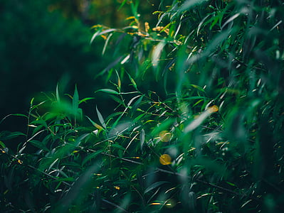 close-up photograph of grass thumbnail