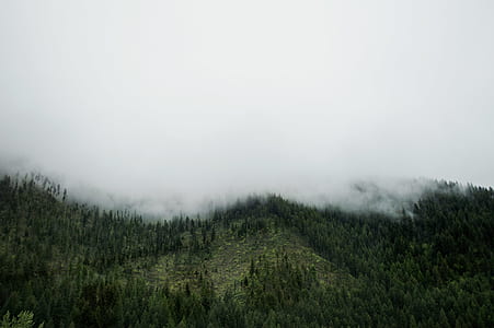 high angle photography of forest thumbnail