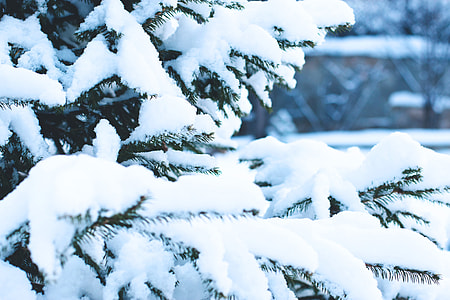 Spruce tree covered in snow thumbnail