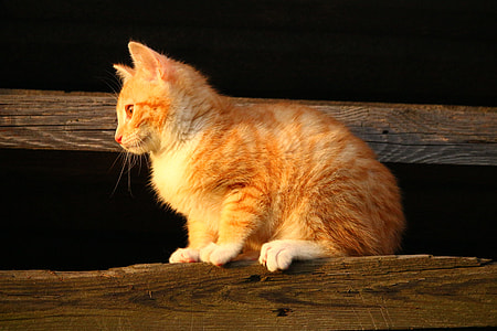 orange tabby cat on wood during golden hour thumbnail