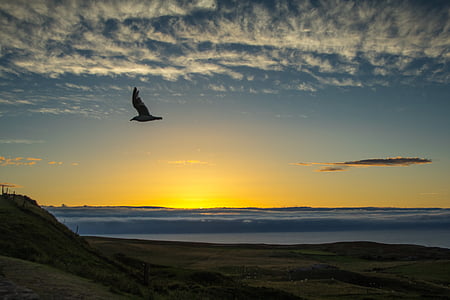 flying bird over hill during golden hour thumbnail