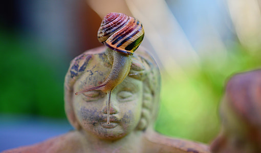 selective focus photography of multicolored snail thumbnail