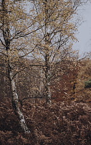 beige leaf trees close up photo thumbnail