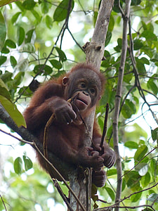 brown monkey on tree branch thumbnail
