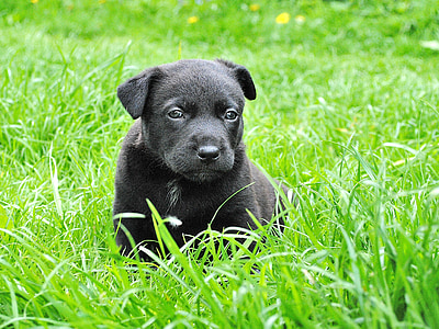 black coated puppy thumbnail