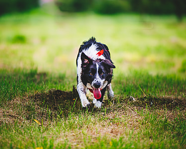 adult border collie walking on green grass at daytime thumbnail