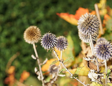 shallow focus photography of purple flowers thumbnail