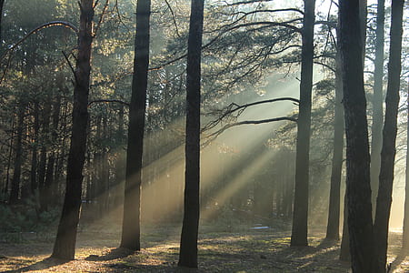 photography of forest during daytime thumbnail