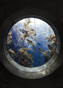 sea plant with blue fish thumbnail