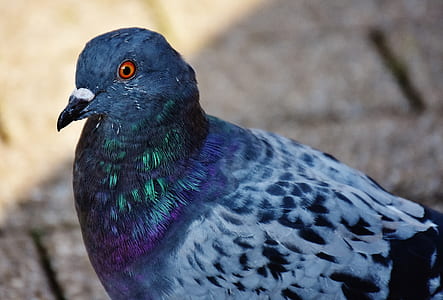 close-up photography of rock pigeon thumbnail