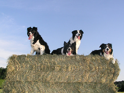 four short-coated black-and-white dogs on green hay under clear blue sky thumbnail