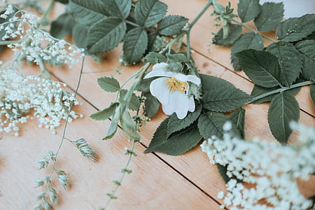 white petaled flowers on brown wooden surface thumbnail