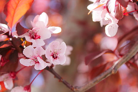 Selective Focus of Sakura Tree thumbnail