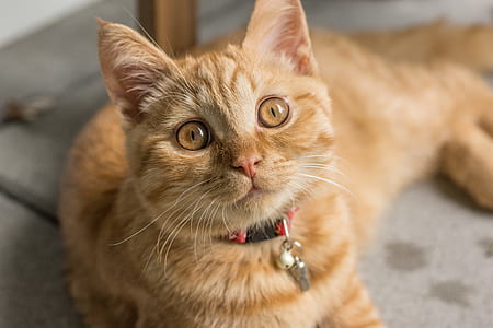 animal, pet, cute, cat thumbnail