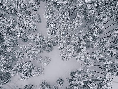 top view photography of trees covered with snow at winter thumbnail