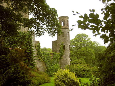 green leafed tree thumbnail