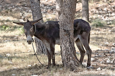 A donkey thumbnail