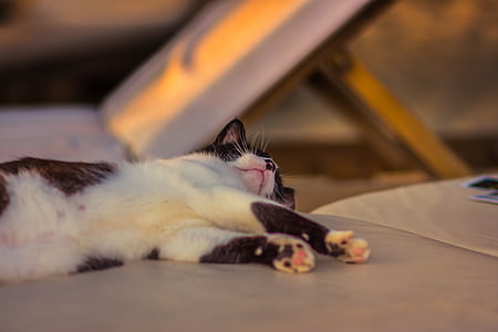 white and black cat lying on white textile thumbnail