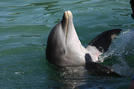 dolphin playing at the pool thumbnail