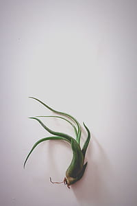 Green Plant thumbnail