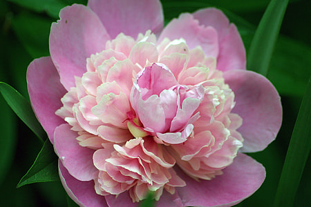 pink flower thumbnail