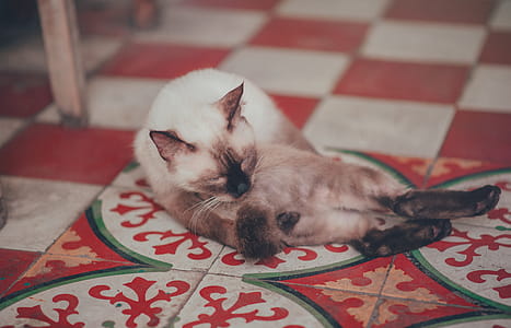 Photography of  White Siamese Cat Lying on Floor thumbnail