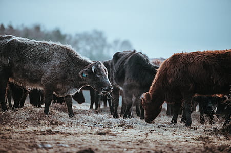 cow eating grasses thumbnail