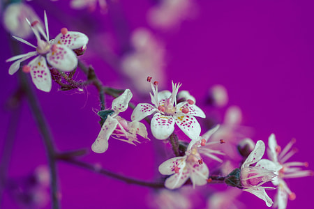 Saxifraga Cuneifolia thumbnail