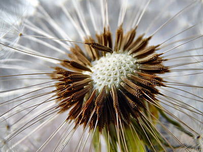 shallow focus photography white and brown dandelion flower thumbnail