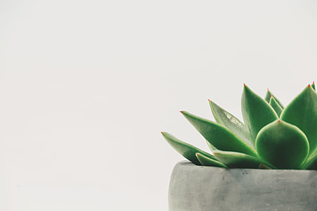 green succulent on gray pot thumbnail