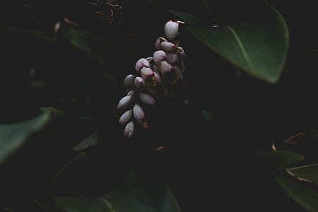 oval black fruit thumbnail