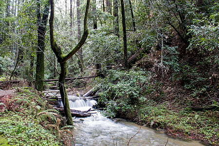 river in between green leaf trees at daytime thumbnail