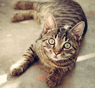 short-coated brown and black cat on gray surface thumbnail
