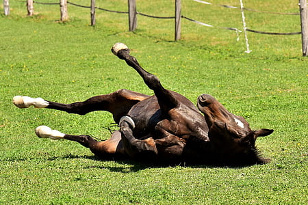 horse lying on grass field thumbnail