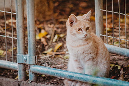 beige cat standing on grey metal gate thumbnail