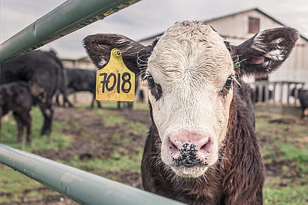 white and gray cow thumbnail