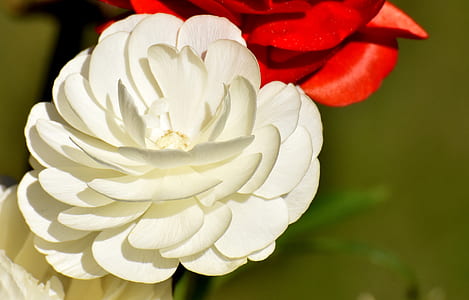 close-up photo of two white and red flowers in bloom thumbnail