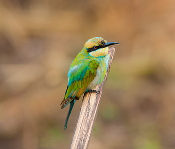 shallow focus photography of green bird on tree branch thumbnail
