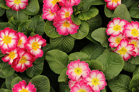 close shot of pink and white flowers thumbnail