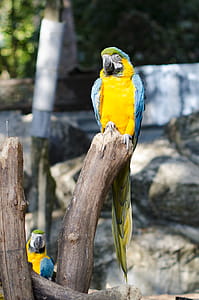 Parrots in the Zoo thumbnail