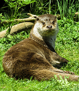 brown otter thumbnail