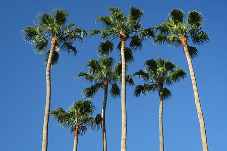 low angle photography of palm trees thumbnail