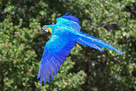 selective focus photography of soaring blue macaw thumbnail