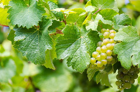 green grapes during daytime thumbnail