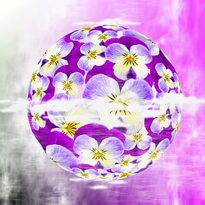 purple-and-white pansies thumbnail