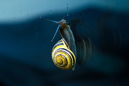 snail on glass thumbnail