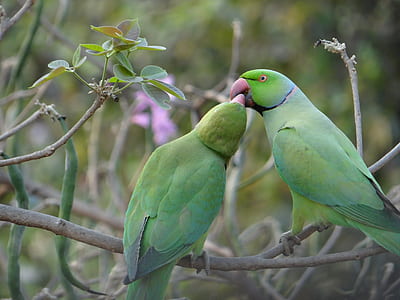two green bird on tree branch thumbnail