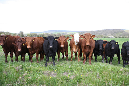 brown and black cows thumbnail