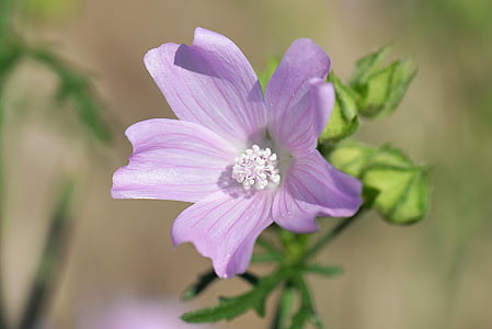focus photography purple petaled flower thumbnail